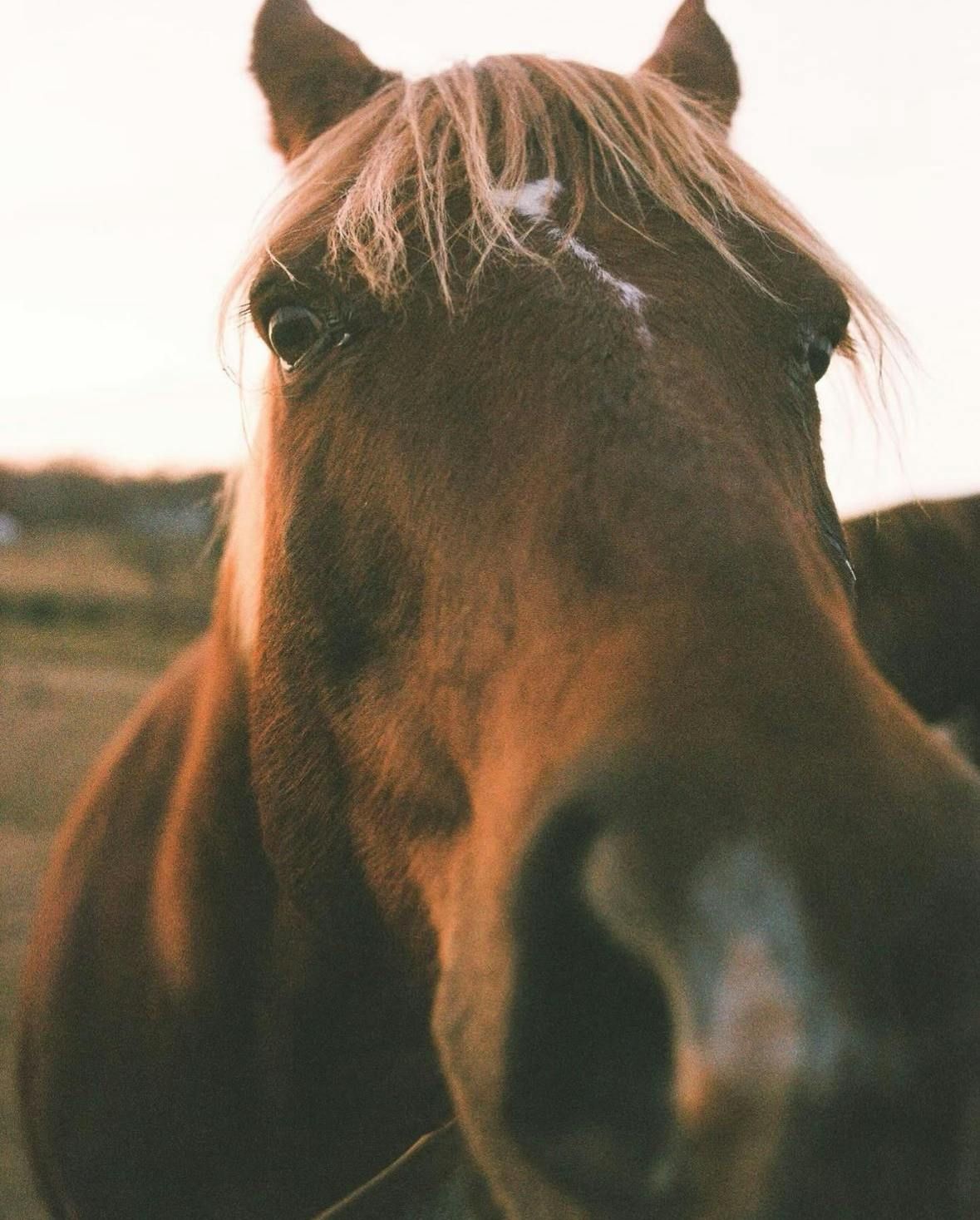 Horseback Riding
