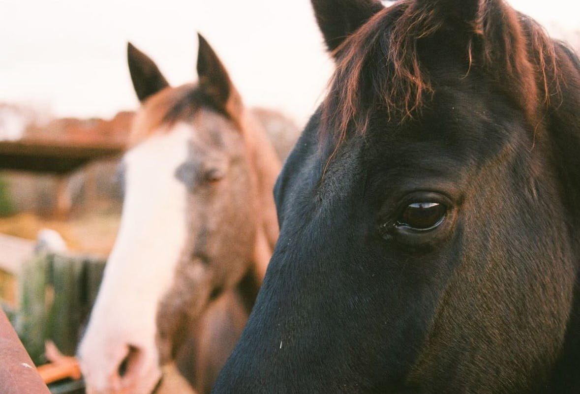 Horses at Tuckahoe Farm